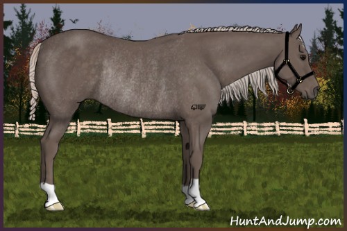 Horse Color:Silver Black Rabicano