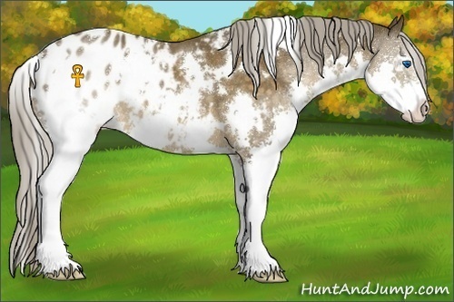 Horse Color:White Spotted Chocolate Palomino Splash Appaloosa 