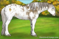 Horse Color:White Spotted Chocolate Palomino Splash Appaloosa 