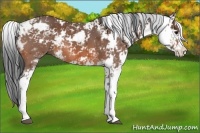 Horse Color:Bay Sabino 