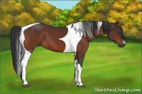 Horse Color:Bay Tobiano 