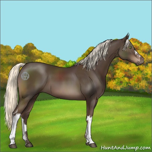 Horse Color:Liver Chestnut Mushroom 