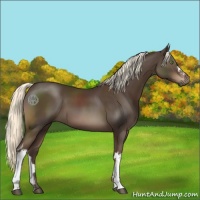 Horse Color:Liver Chestnut Mushroom 