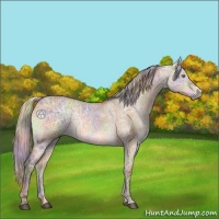 Horse Color:Nacre Silver Bay Ice Dun 