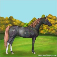 Horse Color:Painted Midnight Perlino Ice Roan Onyx 