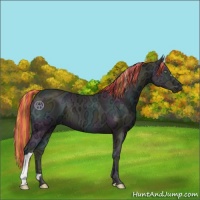 Horse Color:Painted Midnight Perlino Ice Onyx