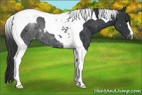 Horse Color:Black Tobiano Varnish 