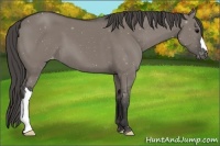 Horse Color:Grullo Varnish