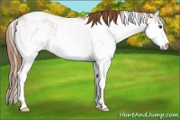 Horse Color:Red Dun Sabino Appaloosa