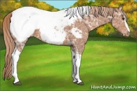 Horse Color:Chestnut Ice Sabino Tobiano Snowcap 