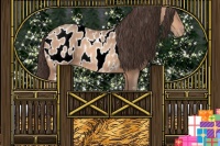 Horse Color:Amber Champagne Appaloosa 