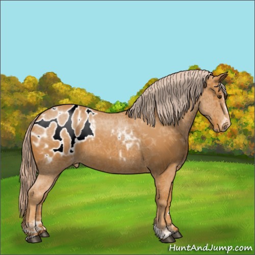 Horse Color:Palomino Sabino Blanket 