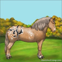 Horse Color:Palomino Sabino Blanket 