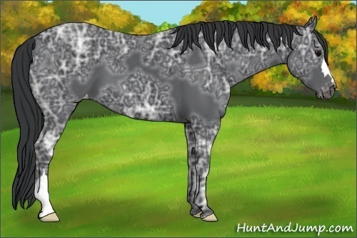 Horse Color:Black Ice Varnish 