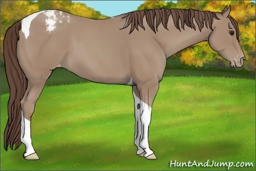 Horse Color:Classic Champagne Tobiano Appaloosa 