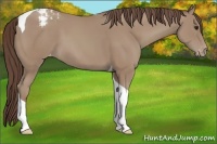 Horse Color:Classic Champagne Tobiano Appaloosa