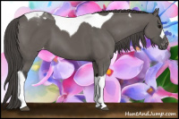 Horse Color:Grullo Tobiano Appaloosa 