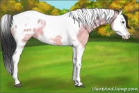 Horse Color:Brown Ice Splash Tobiano Appaloosa 