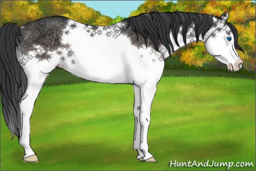 Horse Color:Brown Ice Splash Rabicano 