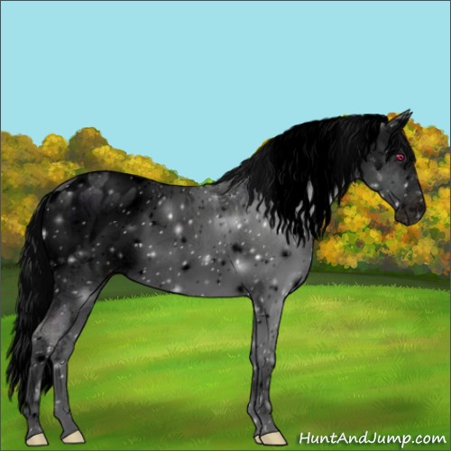 Horse Color:ERROR: UNKNOWN ANOMALY