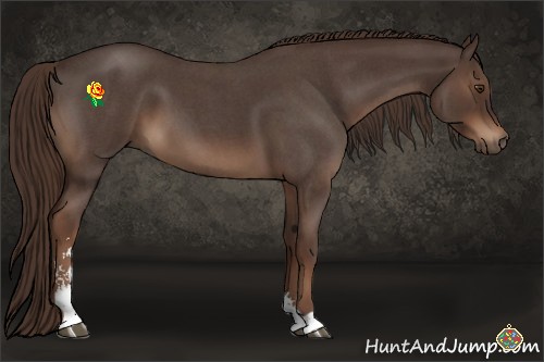 Horse Color:Liver Red Roan Sabino