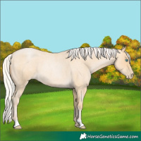 Horse Color:Silver Buckskin Roan Pearl 