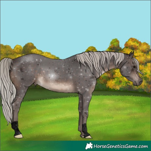 Horse Color:Void Silver Brown 