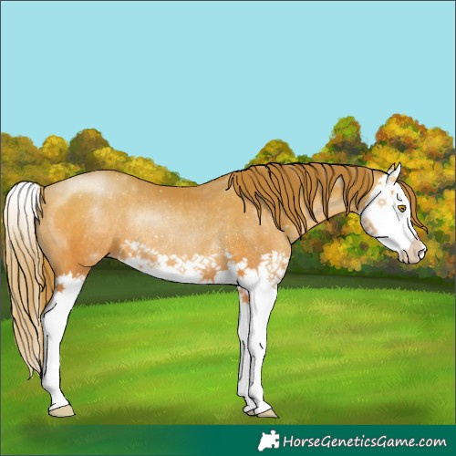 Horse Color:Bay Pearl Splash Rabicano 