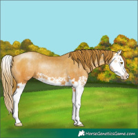 Horse Color:Bay Pearl Splash Rabicano 