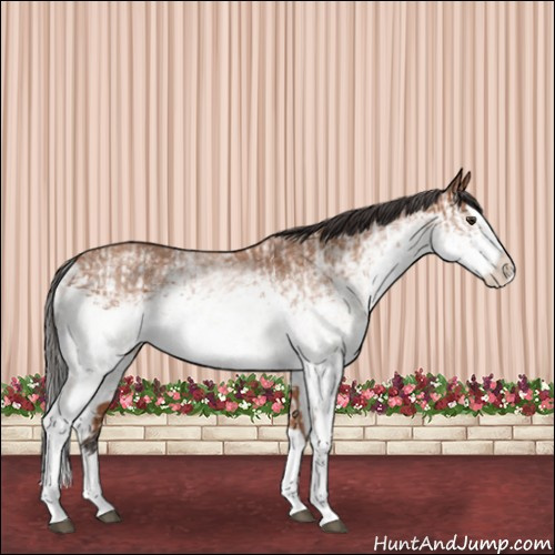 Horse Color:White Spotted Bay Splash  and White Spotted Bay Splash 