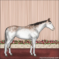 Horse Color:White Spotted Bay Splash and White Spotted Bay Splash