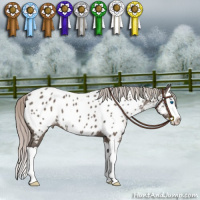 Horse Color:Silver Grullo Splash Appaloosa 