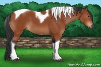 Horse Color:Bay Tobiano 