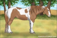 Horse Color:Chestnut Splash Tobiano 