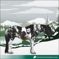 Horse Color:Gray White Spotted Buckskin Tobiano 