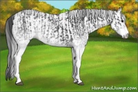 Horse Color:White Spotted Blue Roan Rabicano  and Gray White Spotted Blue Roan Rabicano 