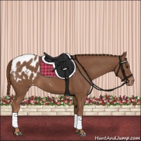 Horse Color:Chestnut Appaloosa 