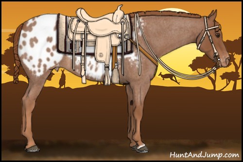Horse Color:Red Roan Appaloosa