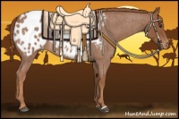 Horse Color:Red Roan Appaloosa 