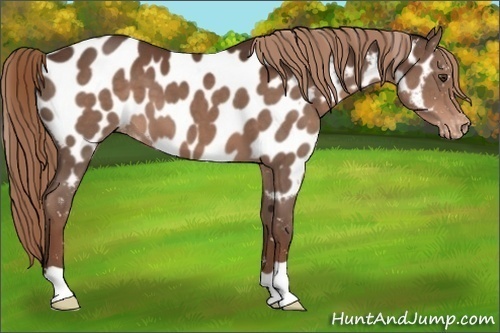 Horse Color:Liver Chestnut Appaloosa