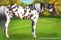 Horse Color:White Spotted Brown Appaloosa 