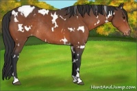 Horse Color:White Spotted Bay Appaloosa Rabicano