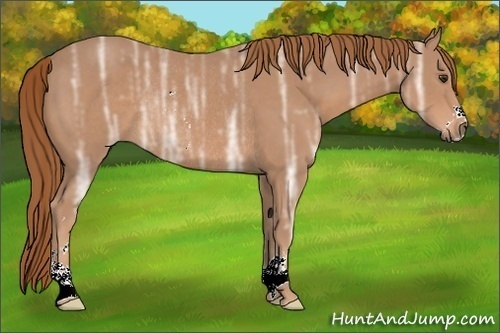 Horse Color:Chestnut Ice Sabino Rabicano 