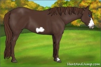 Horse Color:Liver Chestnut Frame 