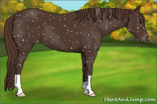 Horse Color:Liver Chestnut Appaloosa 