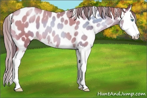 Horse Color:Chocolate Smoky Black Pearl Splash Appaloosa 