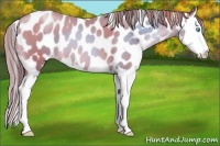 Horse Color:Chocolate Smoky Black Pearl Splash Appaloosa 