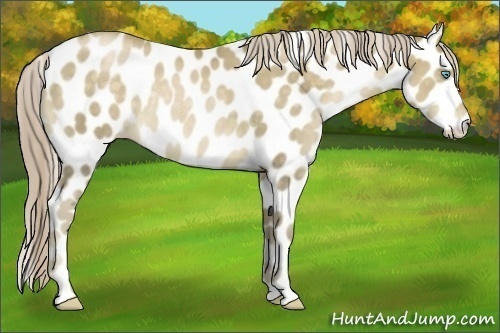 Horse Color:Chocolate Palomino Pearl Leopard Rabicano