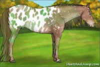Horse Color:Brown Pearl Appaloosa Rabicano