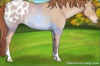 Horse Color:Buckskin Pearl Appaloosa 